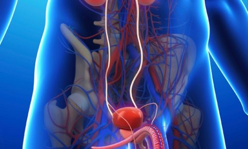 Relación entre la disfunción eréctil y la patología cardiovascular