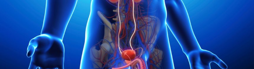 Relación entre la disfunción eréctil y la patología cardiovascular
